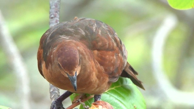 Polynesian Ground Dove - ML646986891
