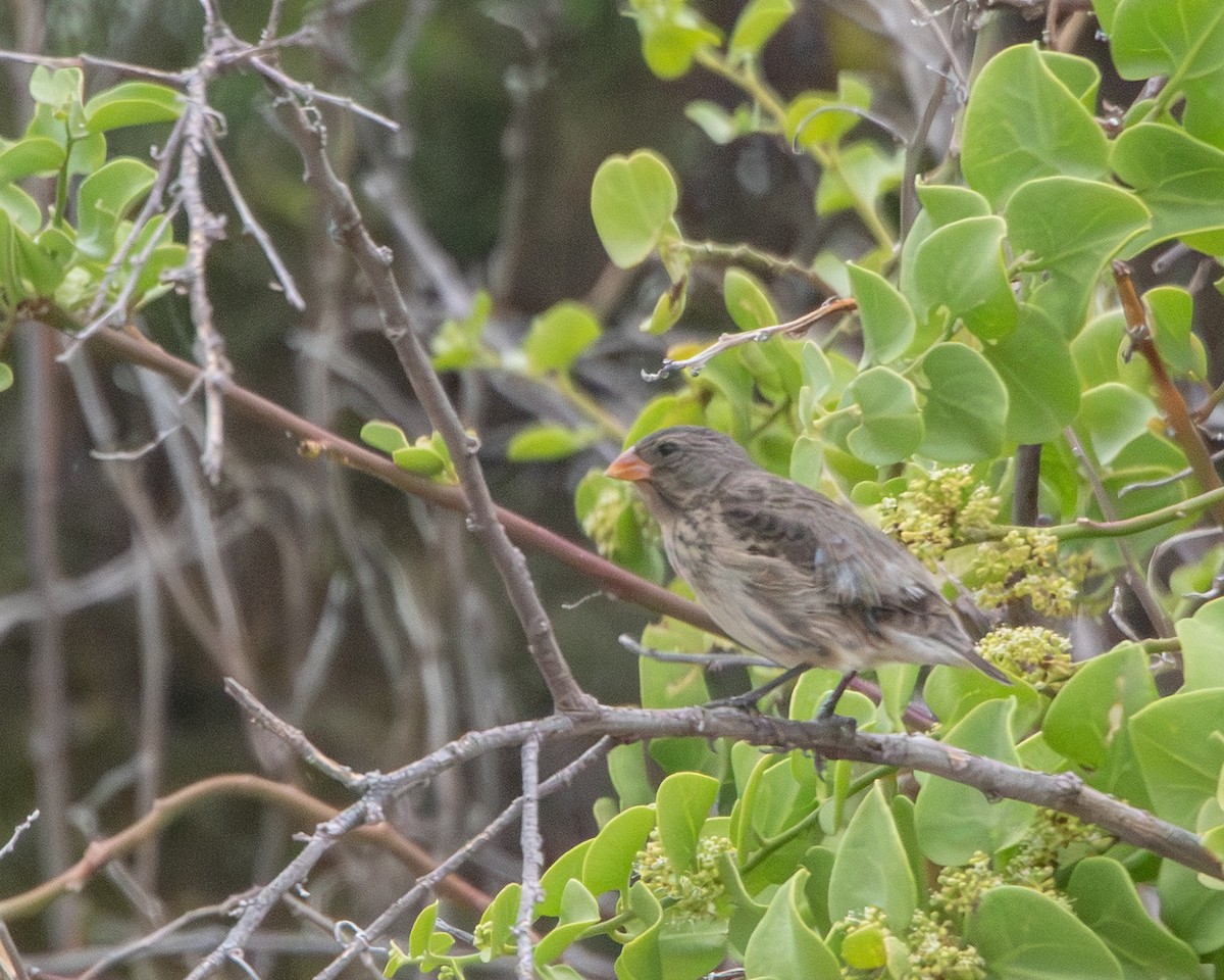 Small Ground-Finch - ML646986893