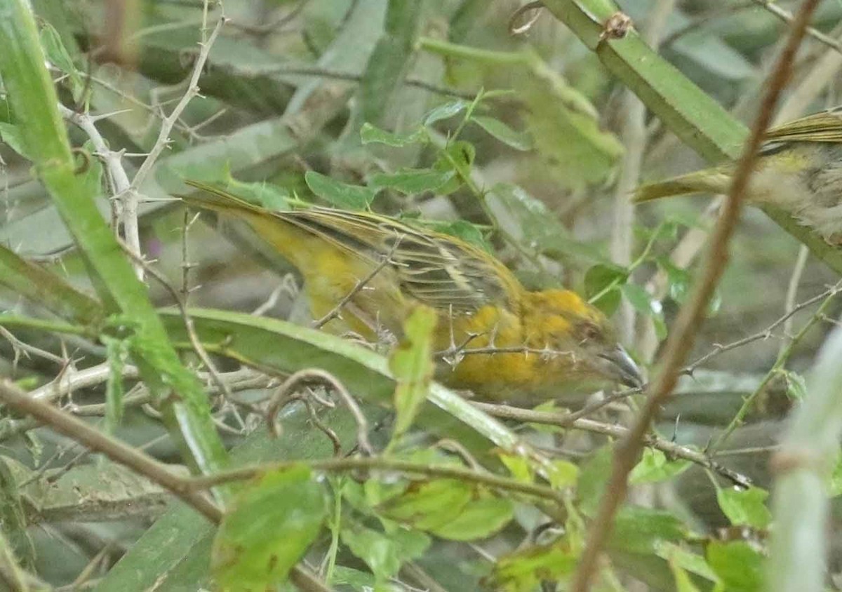 Иволговый ткач - ML646986904