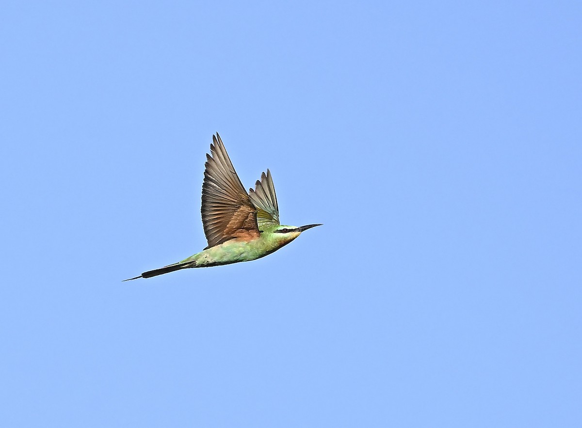 Erle-txori papargorria - ML646986905