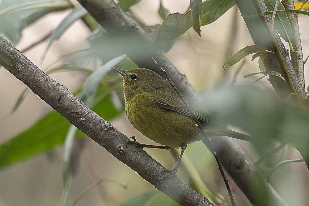 Рыжешапочная древесница - ML646986910