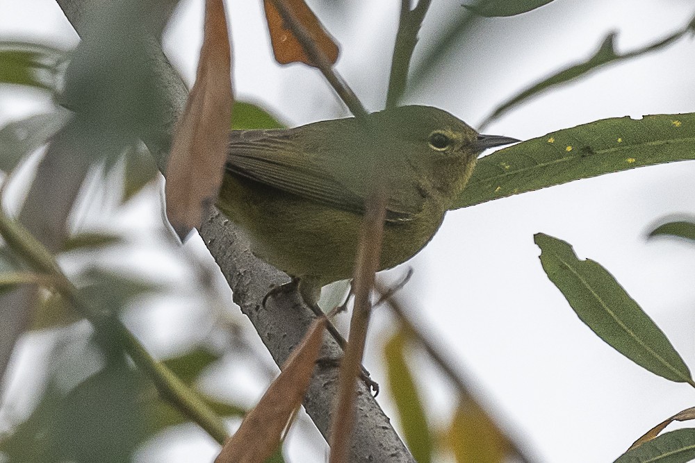 Рыжешапочная древесница - ML646986911