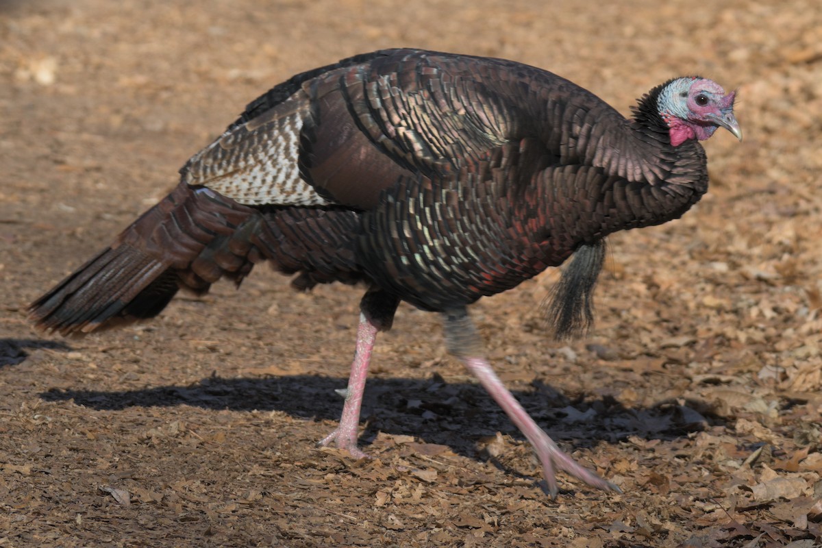 Wild Turkey - ML646986912