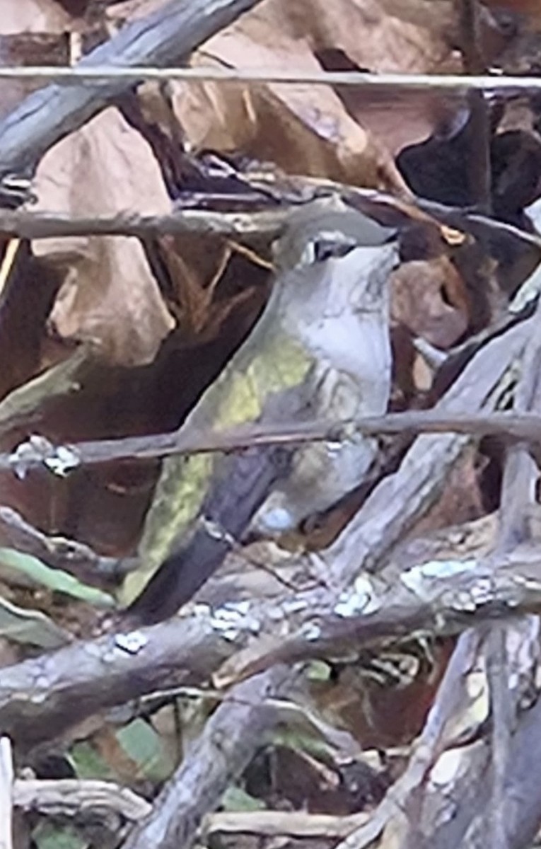 Anna's Hummingbird - ML646986921