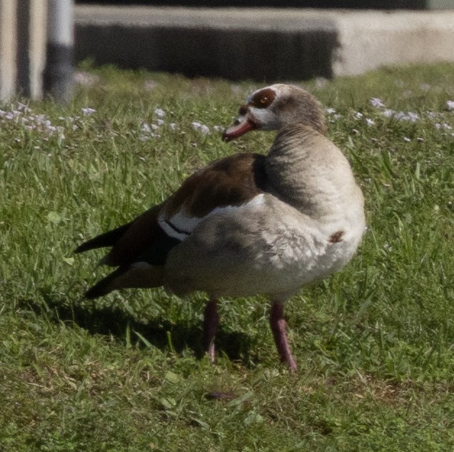Egyptian Goose - ML646986922
