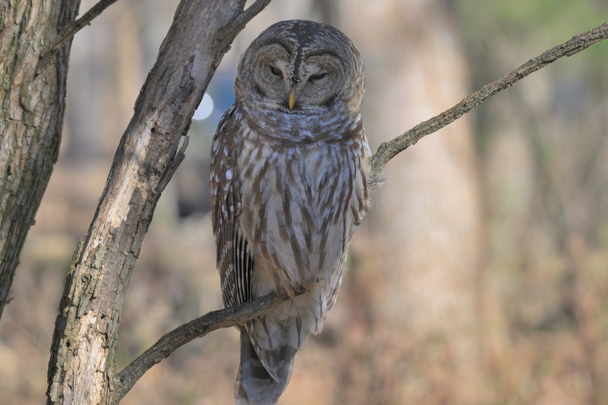 Barred Owl - ML646986923
