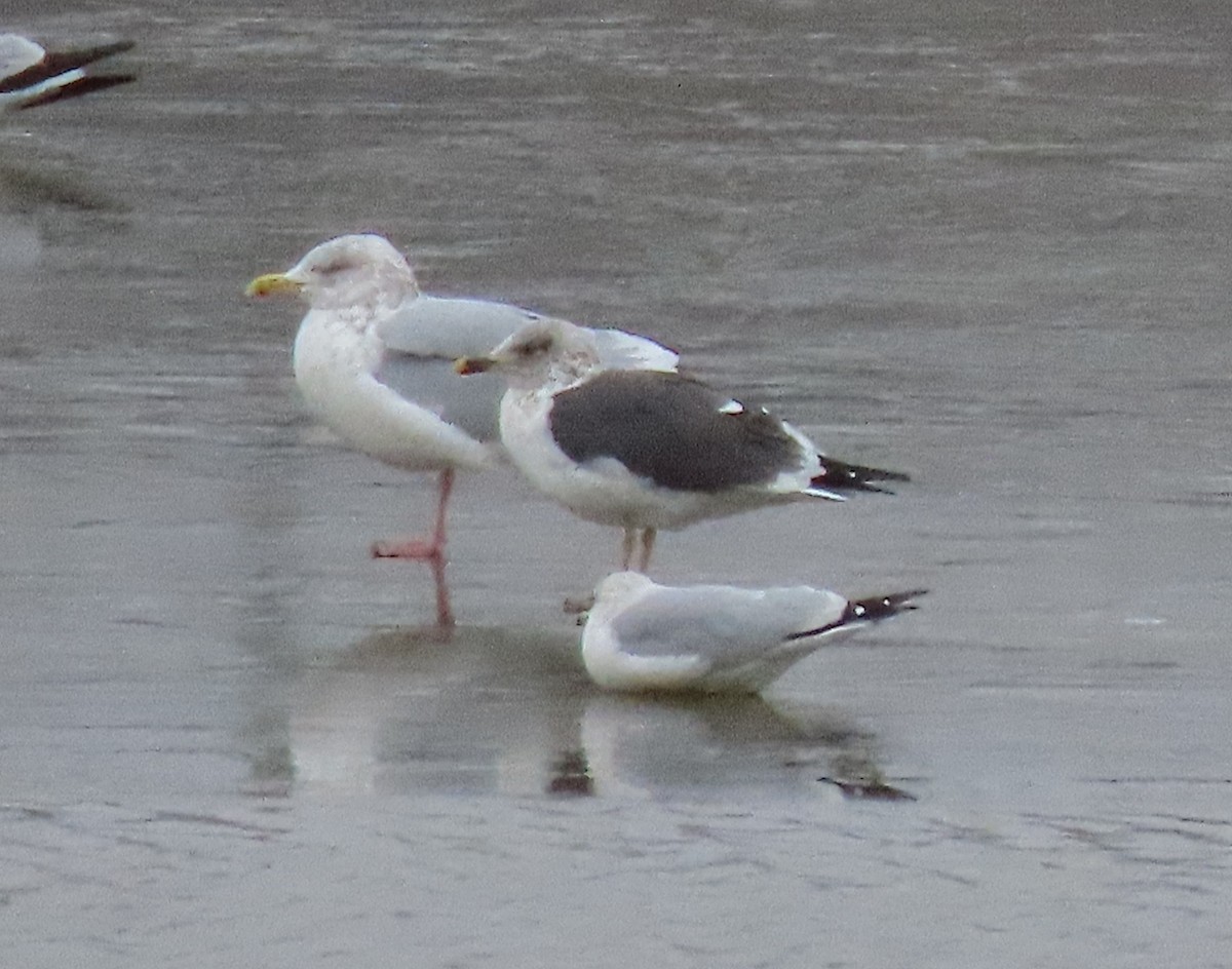 Lesser Black-backed Gull - ML646986925