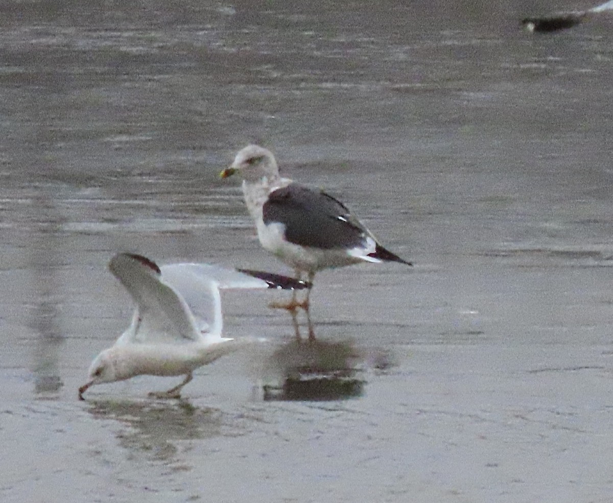 Zafferano - ML646986926