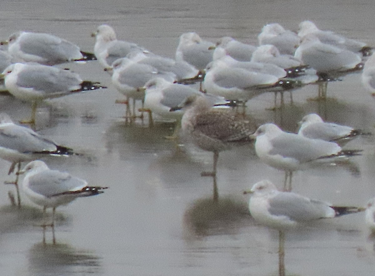 Zafferano - ML646986927