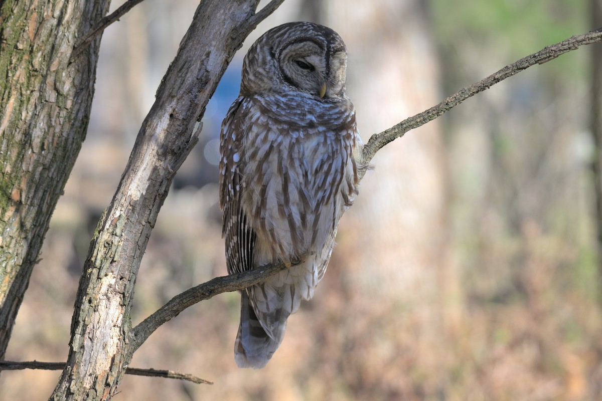 Barred Owl - ML646986929