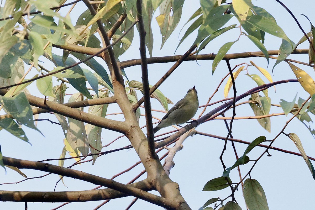 Green Warbler - ML646986930