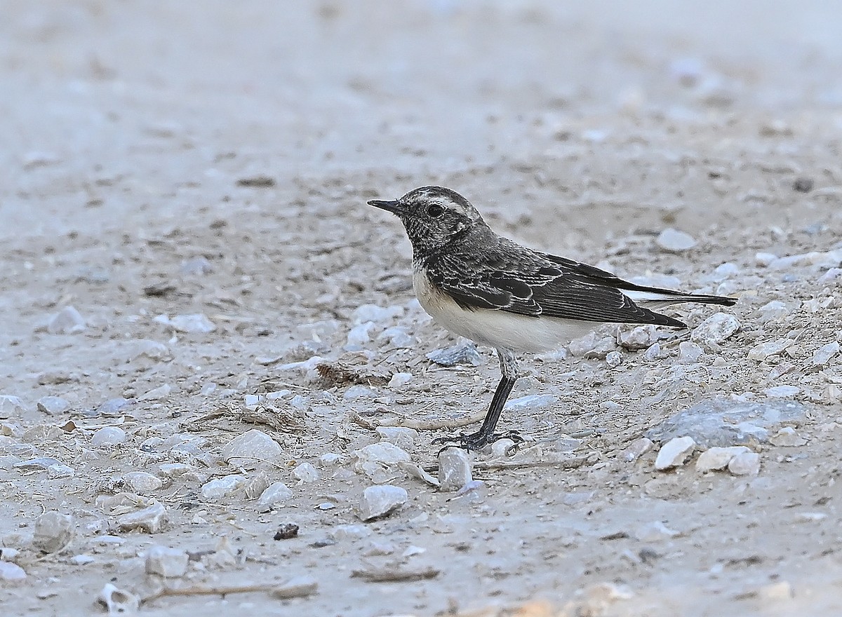 Buztanzuri pintoa - ML646986931