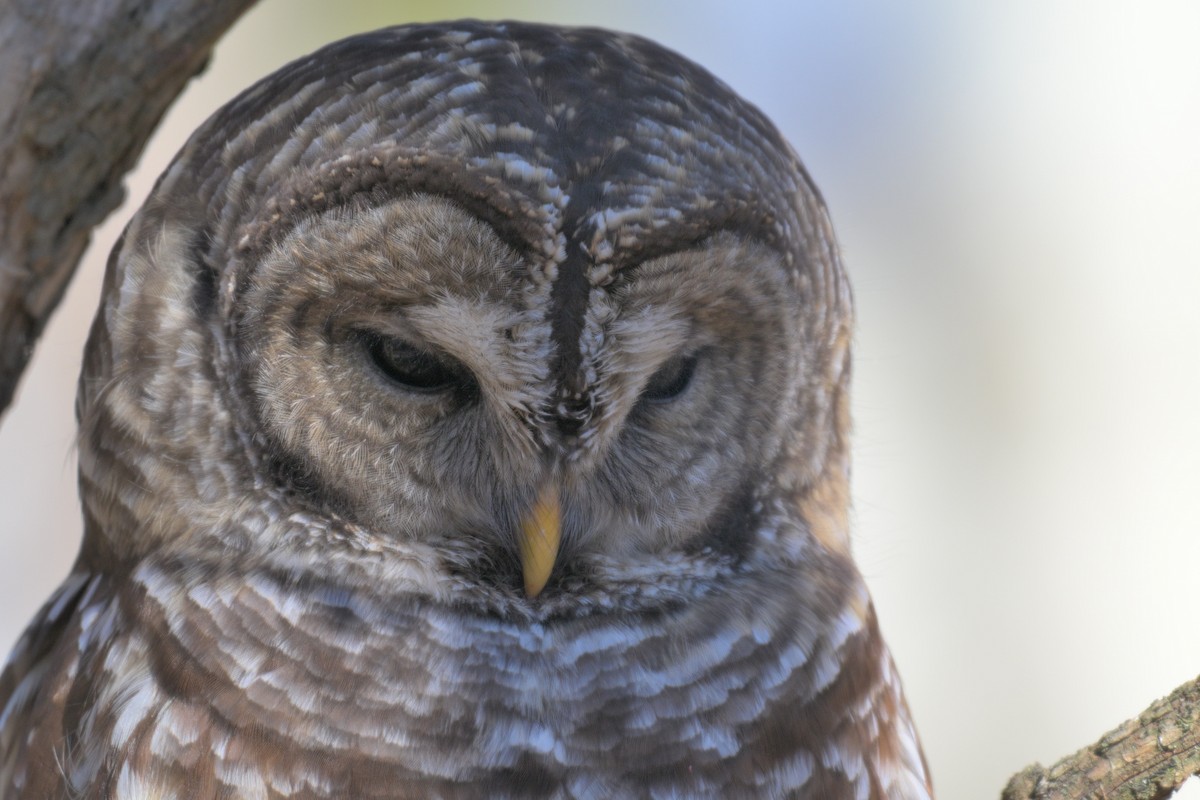 Barred Owl - ML646986932