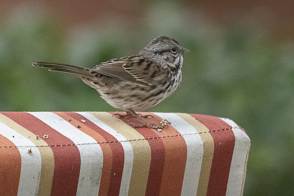 Певчая овсянка - ML646986933