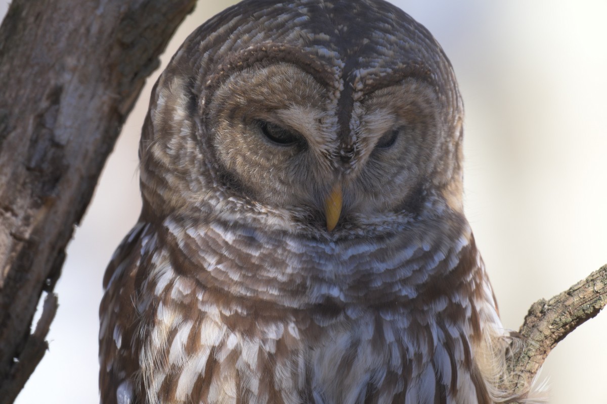Barred Owl - ML646986934