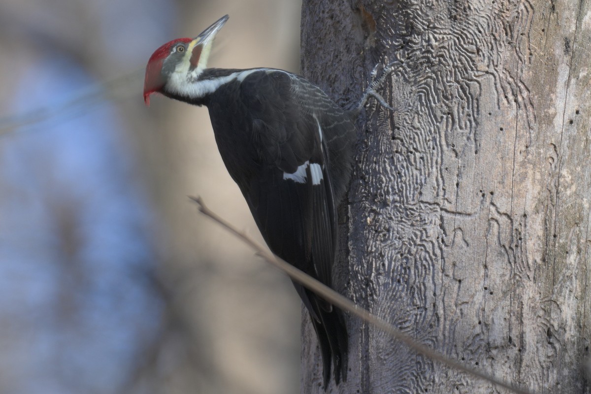 Pileated Woodpecker - ML646986936