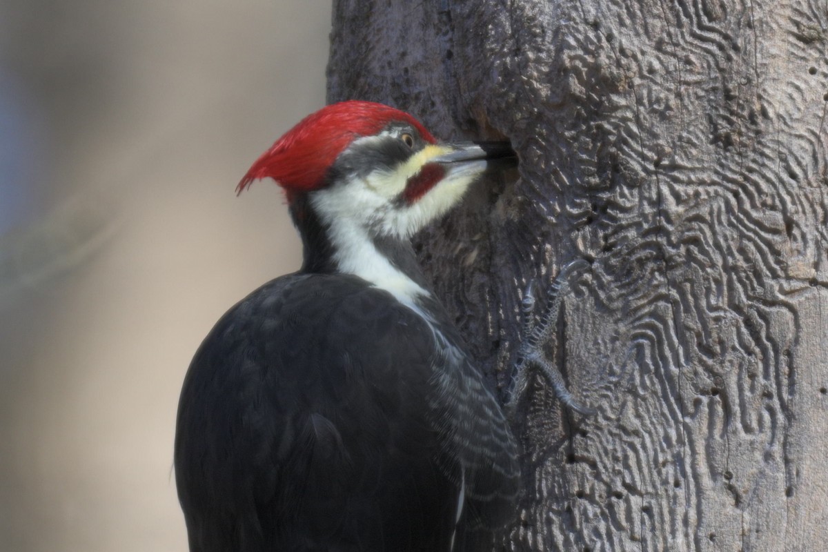 Pileated Woodpecker - ML646986938