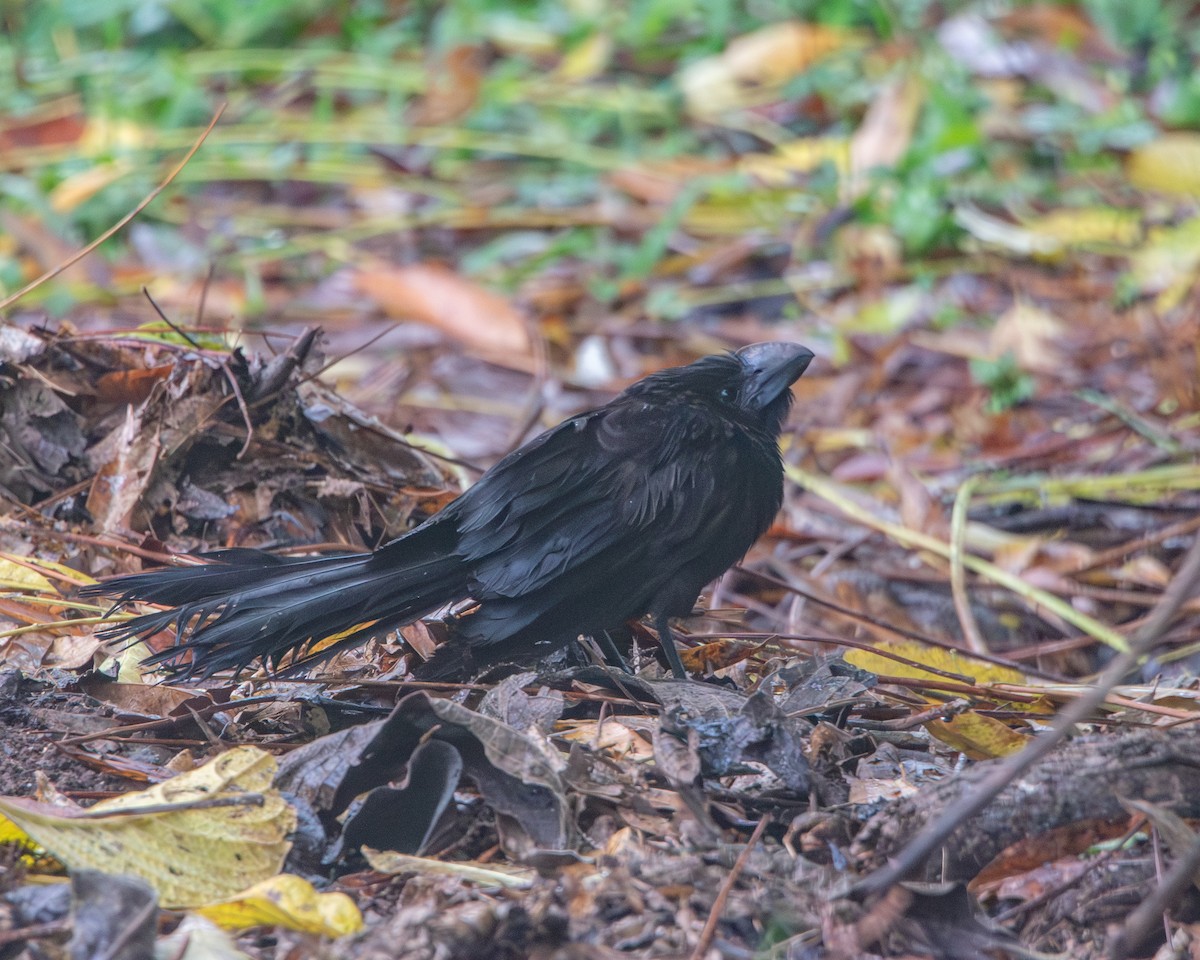 glattnebbani - ML646986939