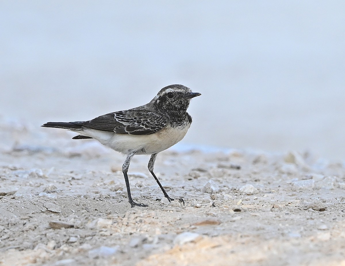 Buztanzuri pintoa - ML646986940