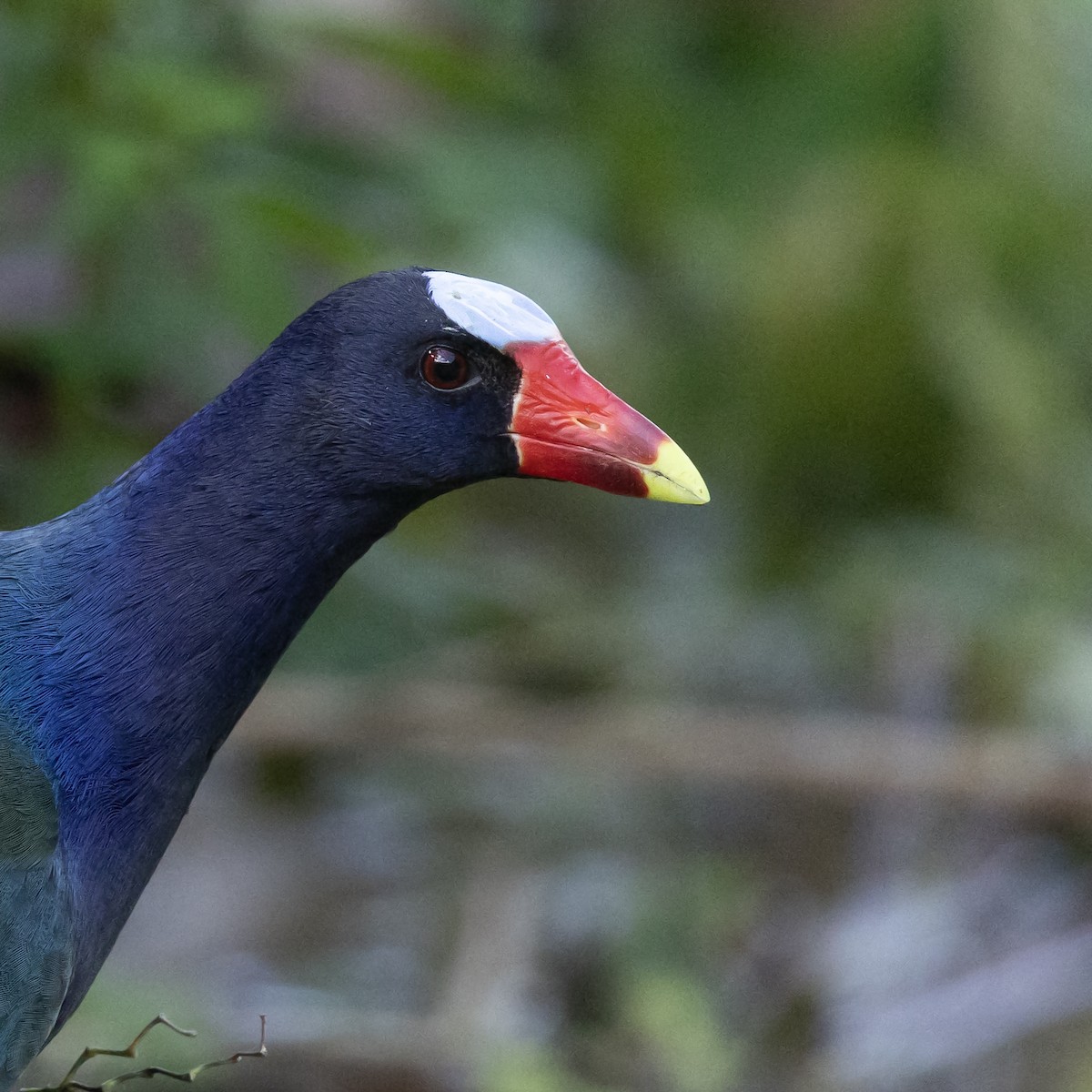 Purple Gallinule - ML646986944