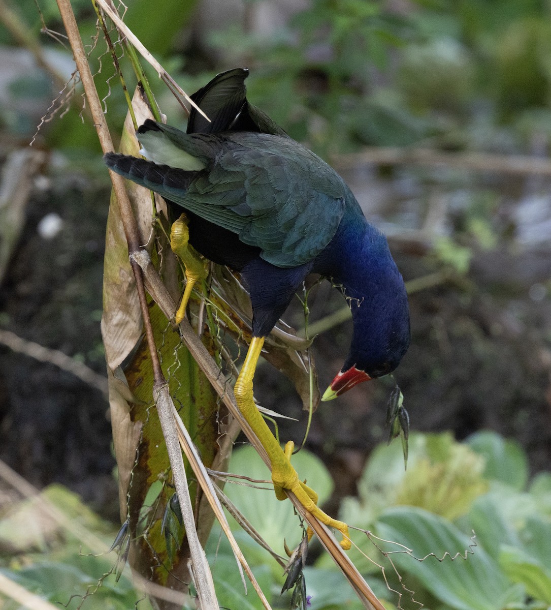 Purple Gallinule - ML646986945