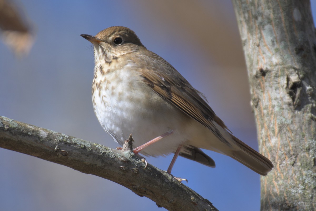 Hermit Thrush - ML646986946