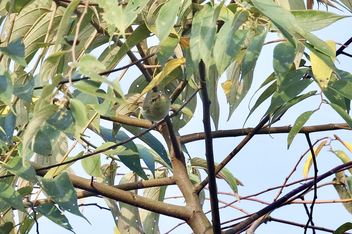 Green Warbler - ML646986949