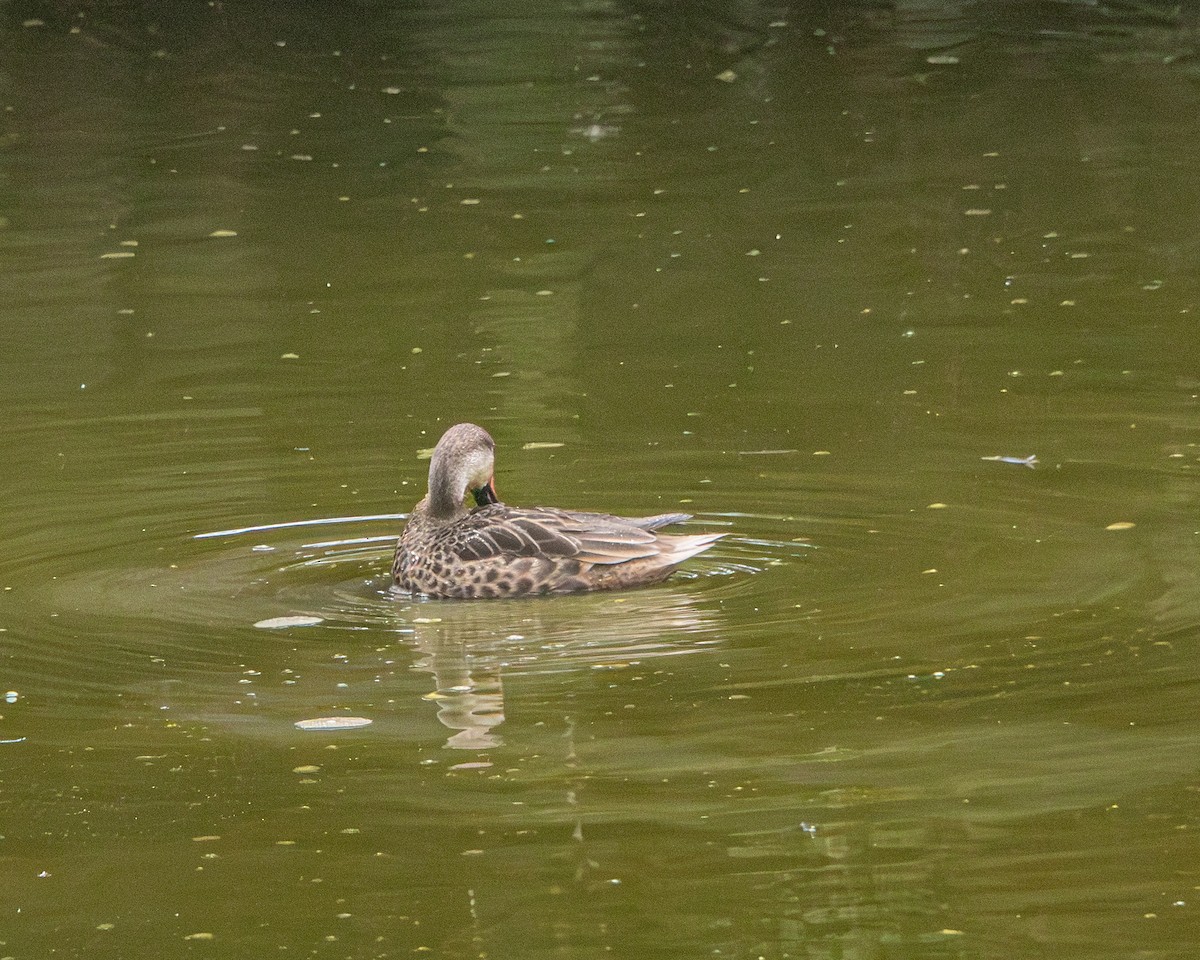 White-cheeked Pintail (Galapagos) - ML646986953