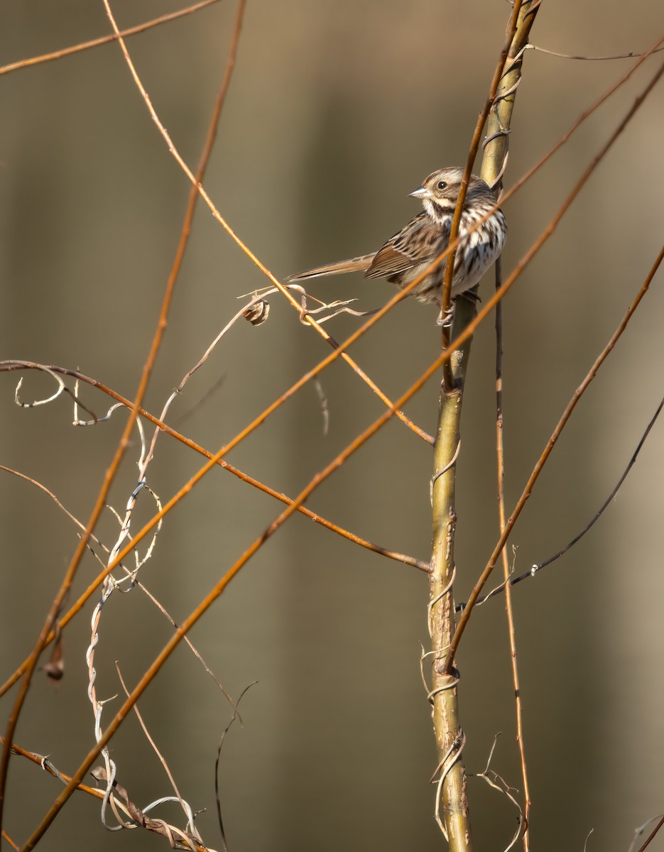 Song Sparrow - ML646986955