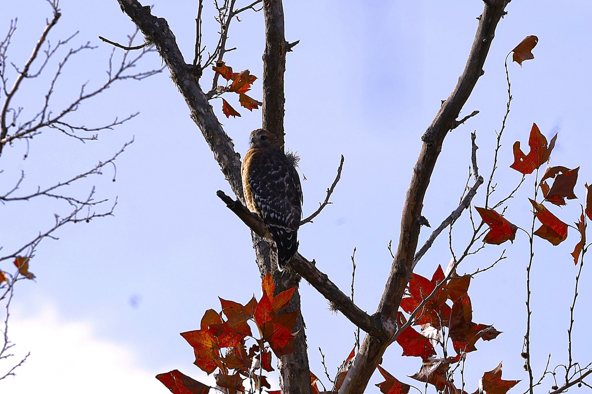 Red-shouldered Hawk - ML646986957