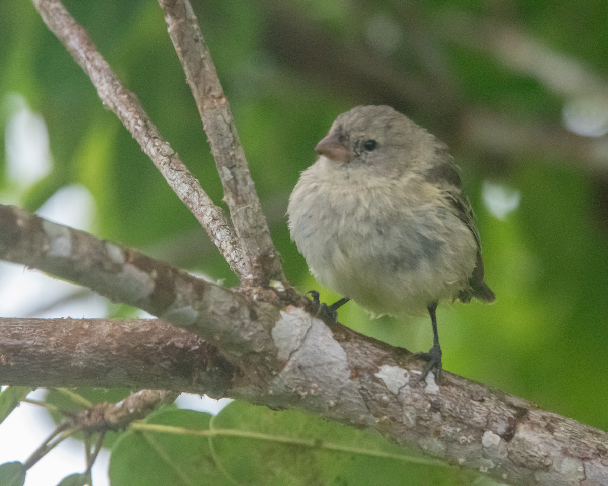 Small Tree-Finch - ML646986958