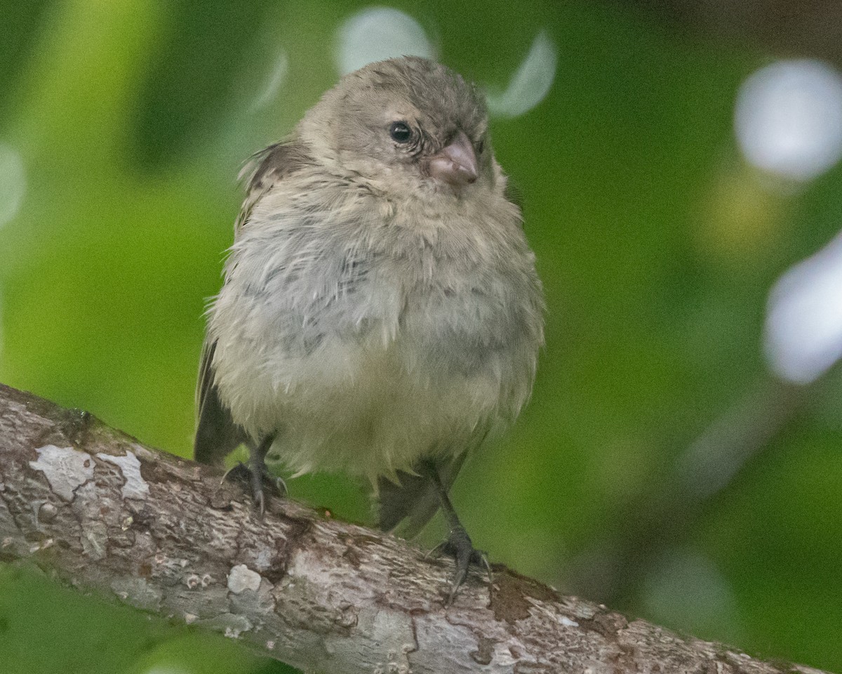 Small Tree-Finch - ML646986961