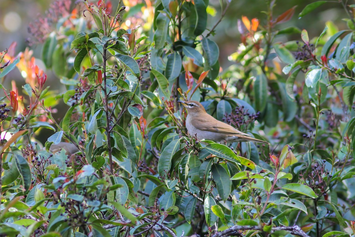 Gray-sided Thrush - ML646986962