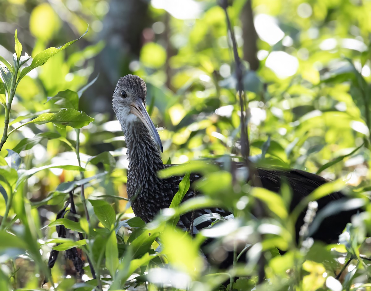 Limpkin (Speckled) - ML646986964