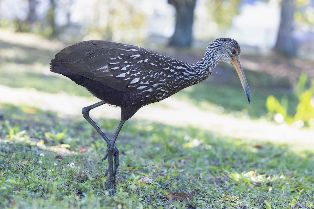 Limpkin (Speckled) - ML646986965