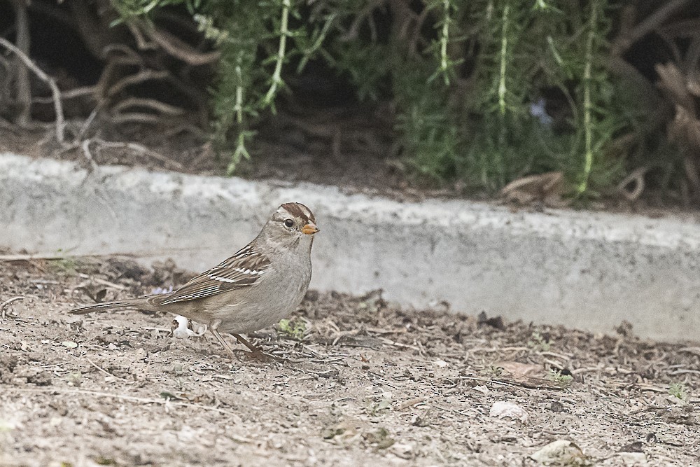 Белобровая овсянка - ML646986966