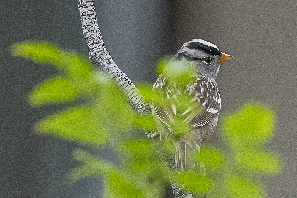 Белобровая овсянка - ML646986967