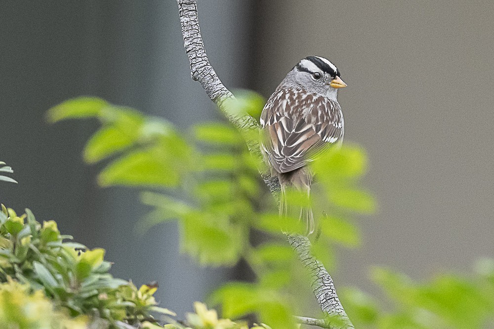 Белобровая овсянка - ML646986968