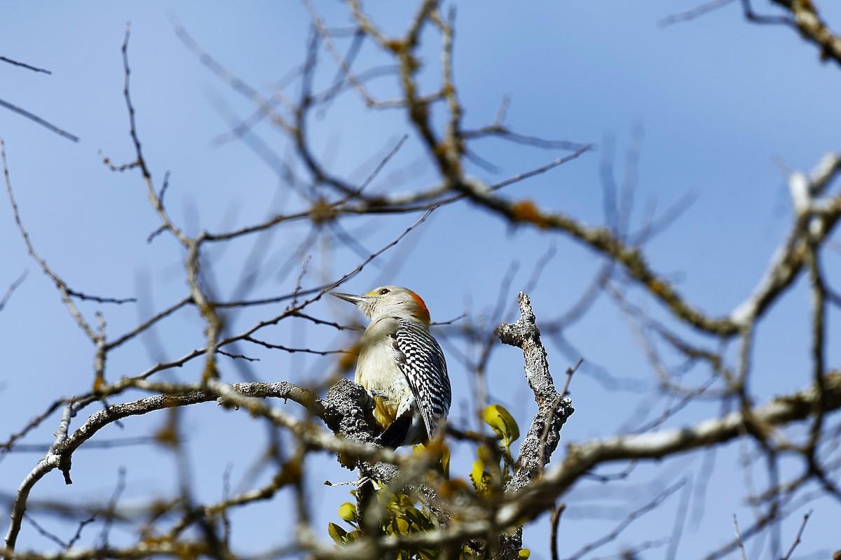 Златолобый дятел - ML646986971