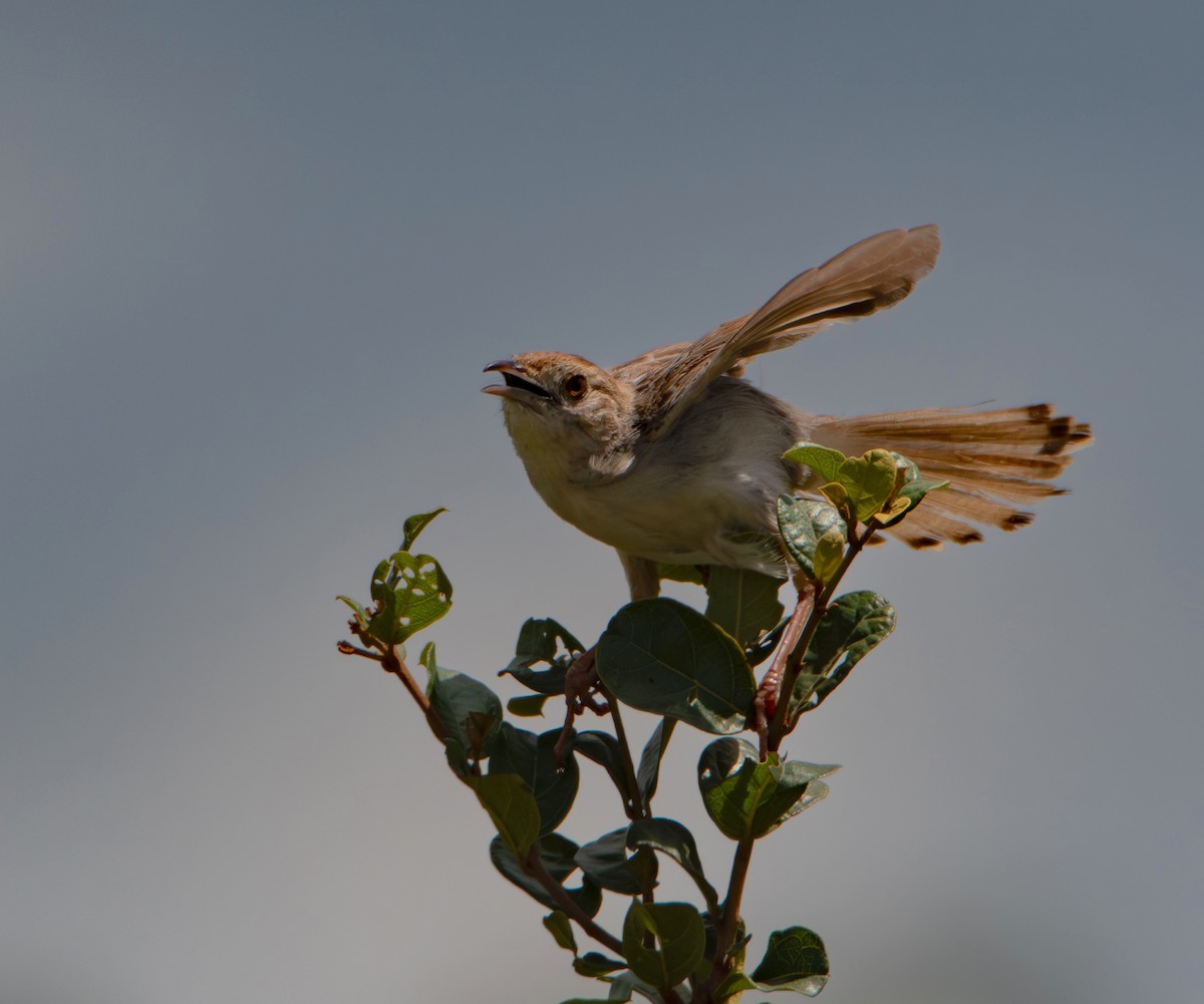 アフリカセッカ - ML646986972