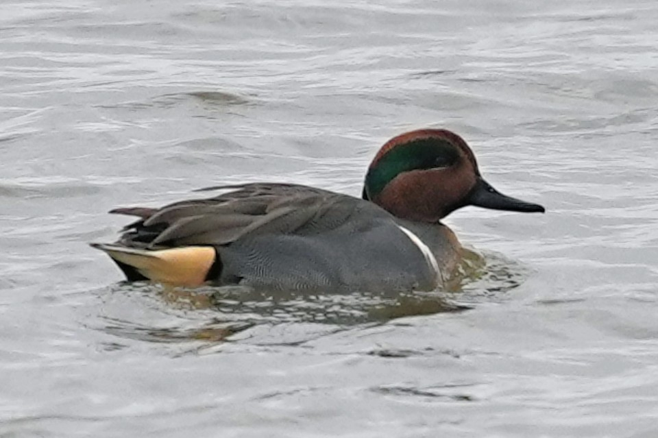 Green-winged Teal - ML646986974