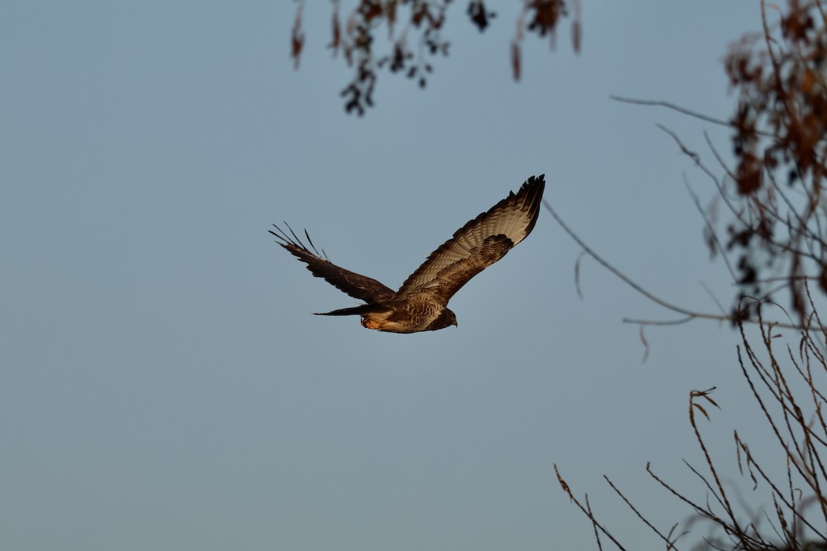 Common Buzzard (Western) - ML646986975