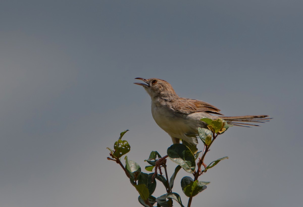 アフリカセッカ - ML646986976