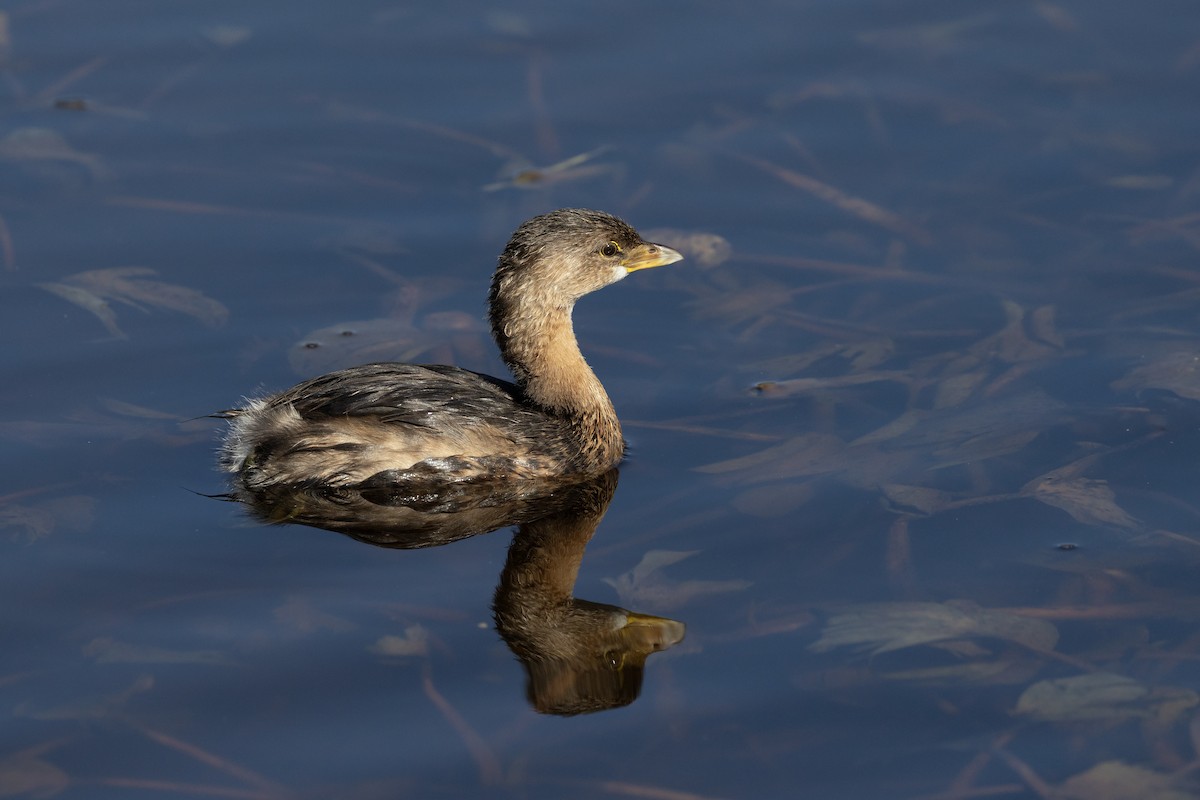Pied-billed Grebe - ML646986980