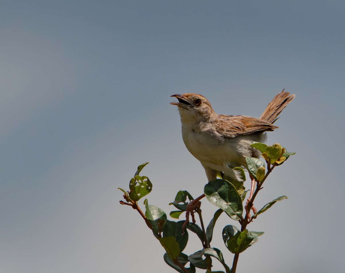 アフリカセッカ - ML646986981