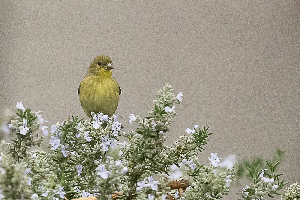 Мексиканский чиж - ML646986983