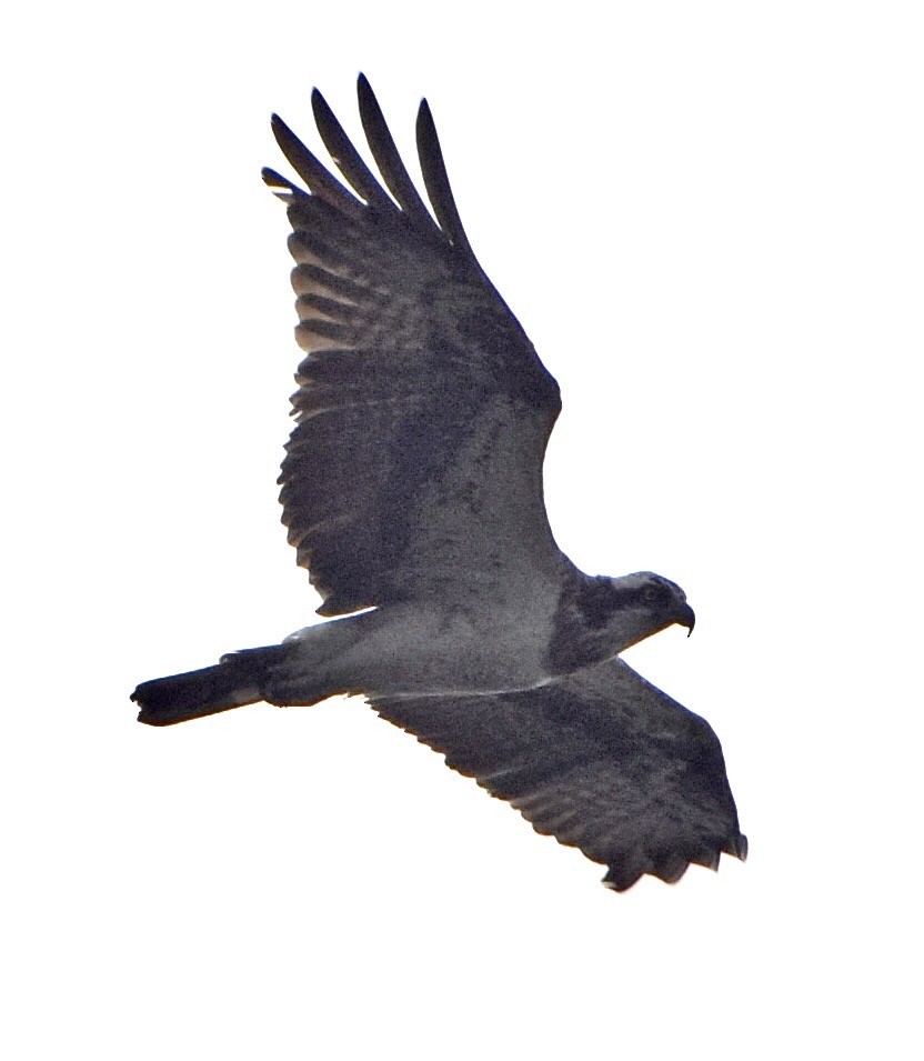 Скопа - ML646986986