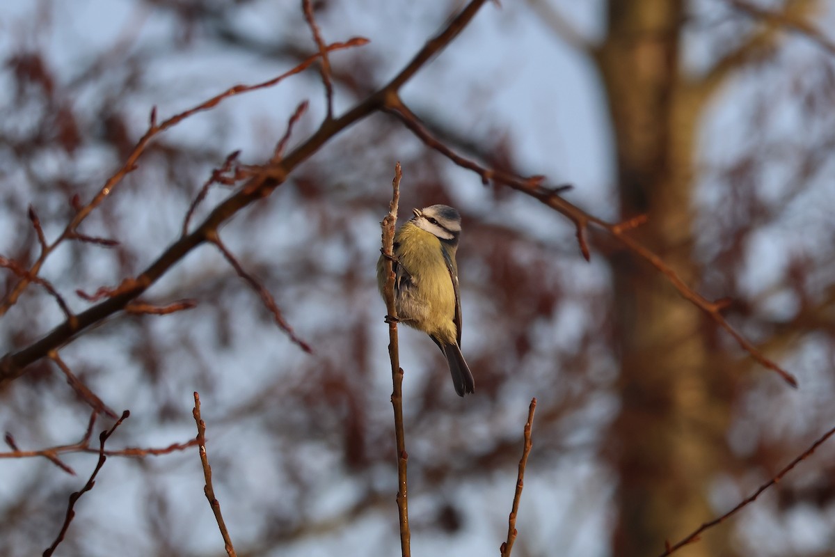 Eurasian Blue Tit - ML646986988