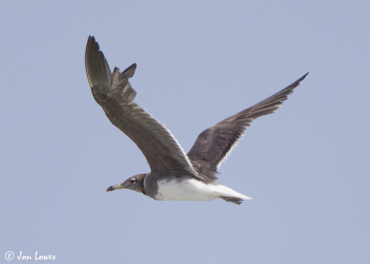 Kaio lepokoduna - ML646986990