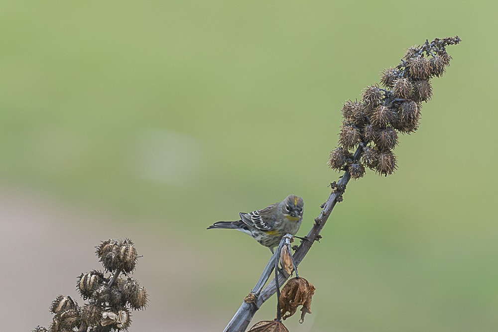 Миртовый певун - ML646986992